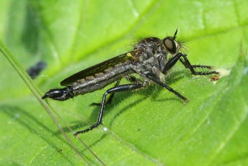 Didysmachus picipes